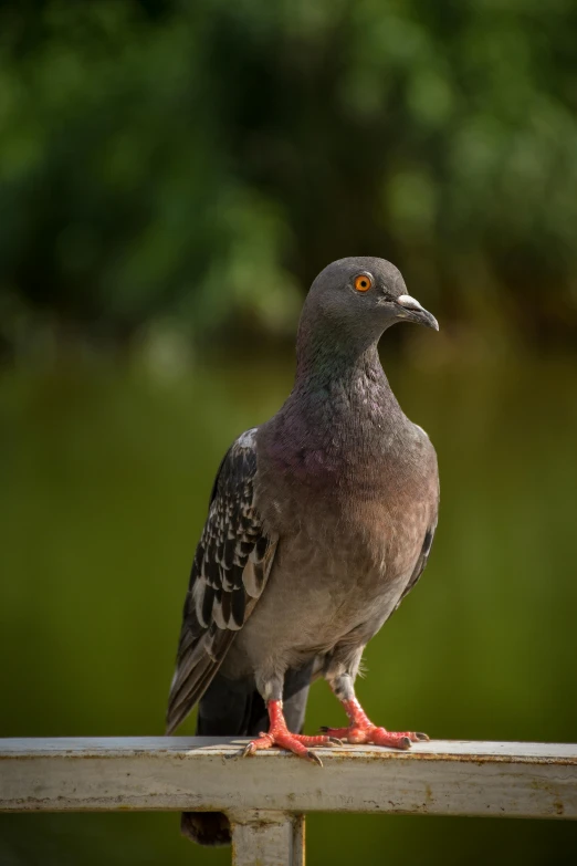 a pigeon sitting on top of a wooden rail, a portrait, by Jan Tengnagel, pexels contest winner, photorealism, purple. smooth shank, standing, today's featured photograph 4 k, dappled in evening light