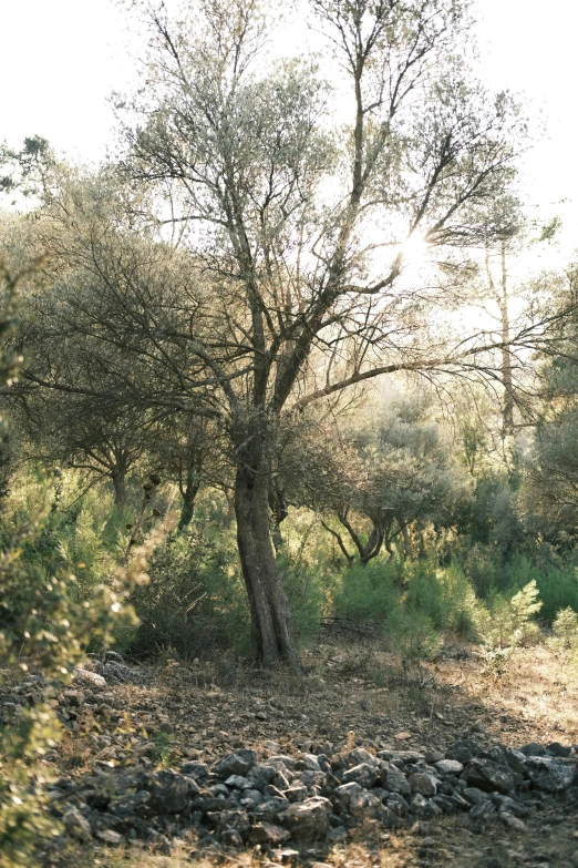 a man riding a horse down a dirt road, an album cover, inspired by Frederick Goodall, australian tonalism, olive trees, overview, exterior botanical garden, evening sunlight