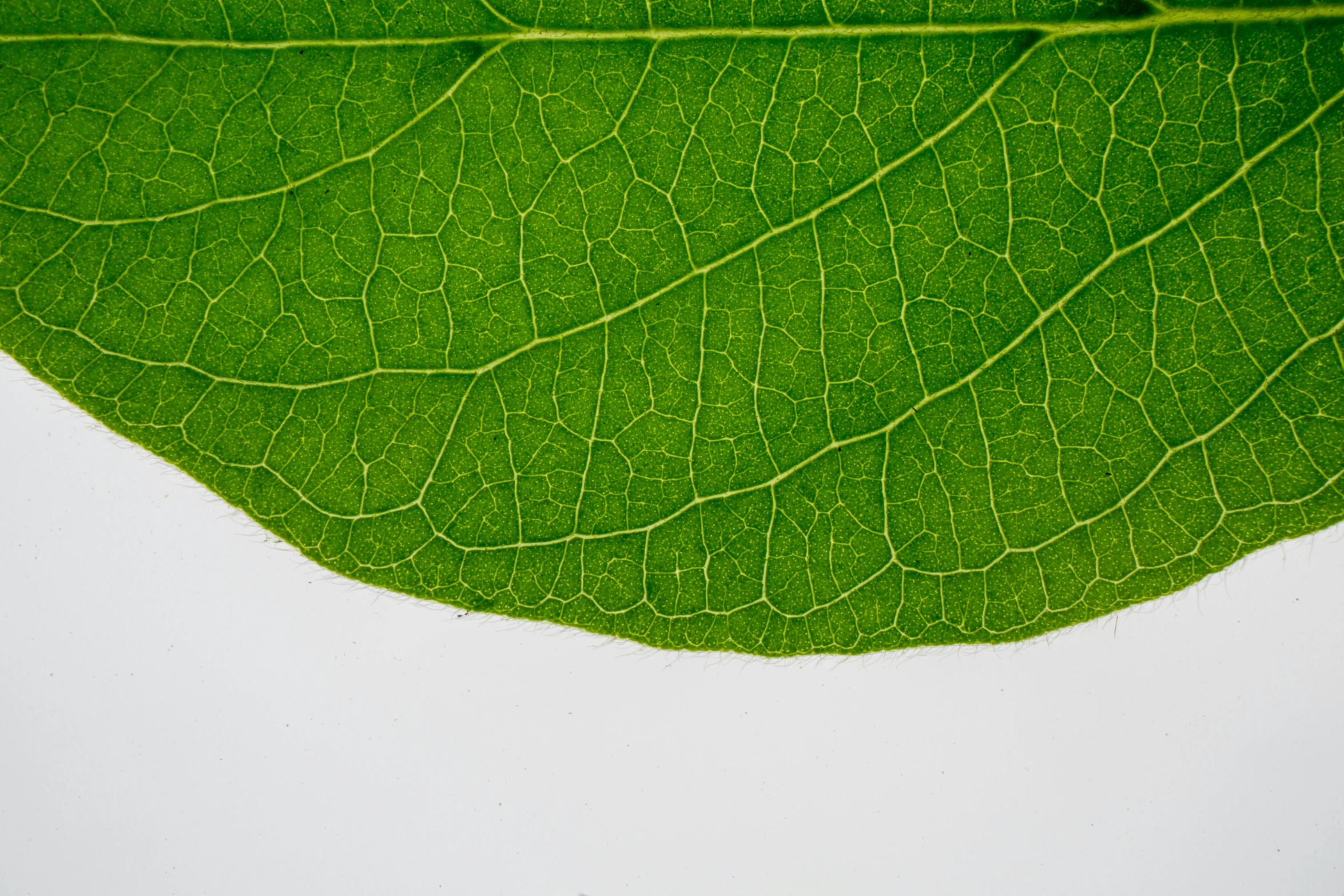 a close up of a leaf on a white surface, a macro photograph, unsplash, mega-detailed, highly_detailded, detailed product shot, green: 0.5