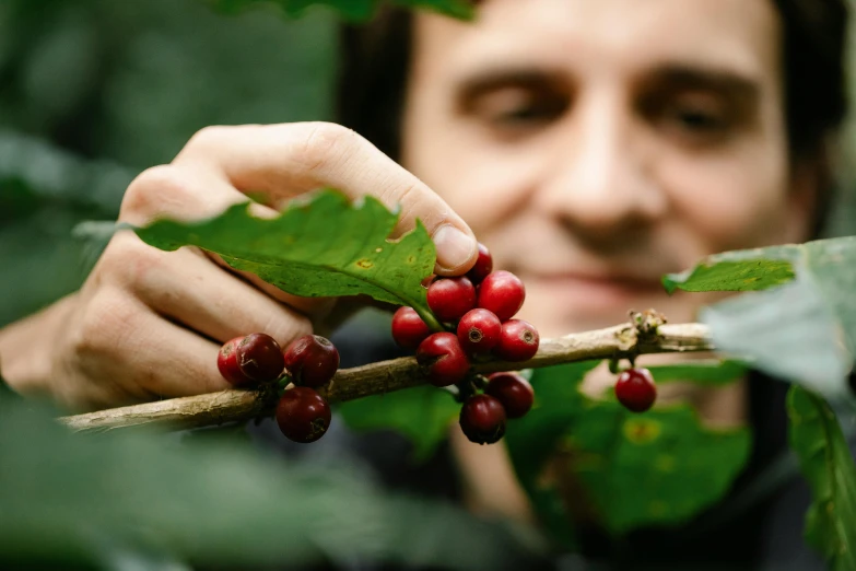 a close up of a person holding a branch of a tree, by Julian Hatton, celebration of coffee products, wild berries, profile image, thumbnail