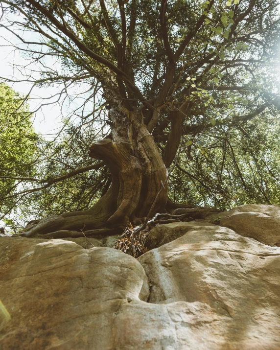 a tree that is growing out of some rocks, an album cover, unsplash, naturalism, summer sunlight, sandstone, afternoon hangout, enormous trees