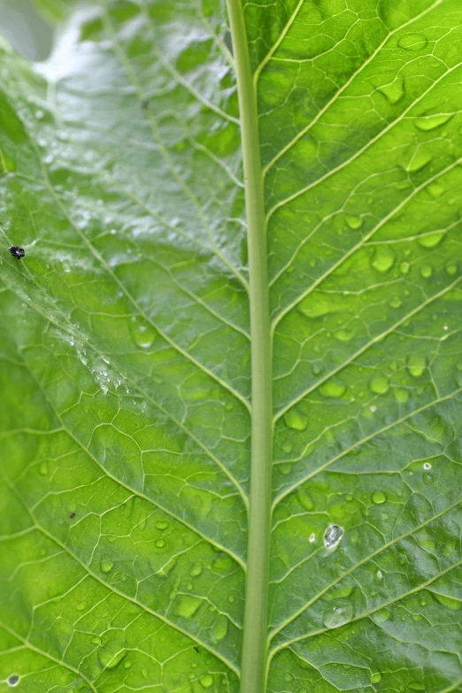 a close up of a leaf with water droplets on it, chewing tobacco, mastodon, lush greens, far - mid shot