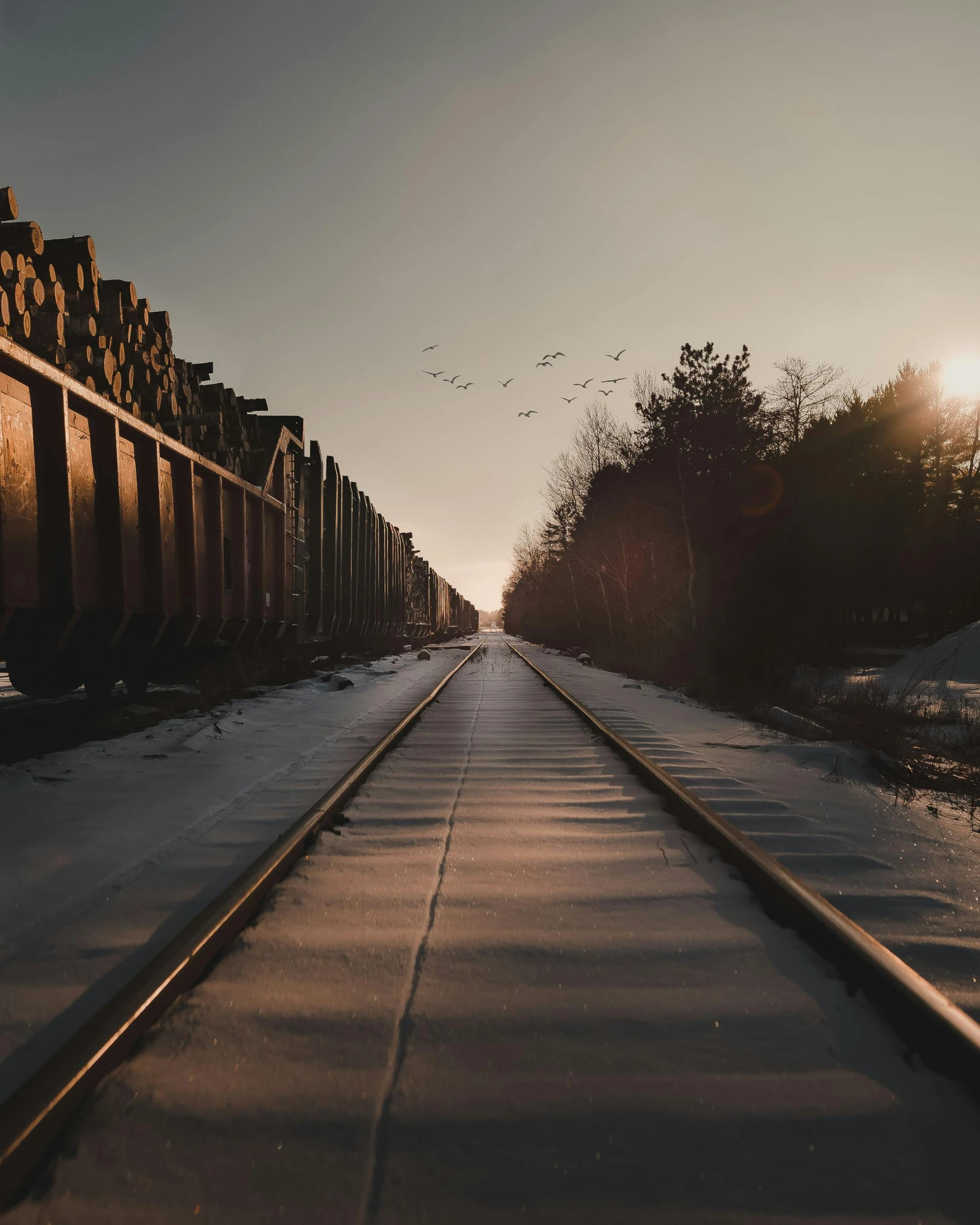 a train traveling down train tracks next to a forest, pexels contest winner, postminimalism, winter sun, instagram story, trailing off into the horizon, cinematic outfit photo