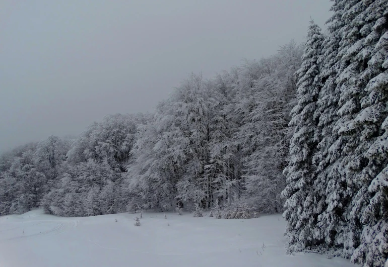 a man riding skis down a snow covered slope, a photo, inspired by Georg Friedrich Schmidt, hurufiyya, lot of trees, grey, a cozy, trees outside