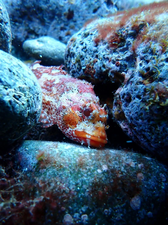 a small fish sitting on top of a pile of rocks, super nova octopus, vibrant but dreary red, low quality photo, evan lee