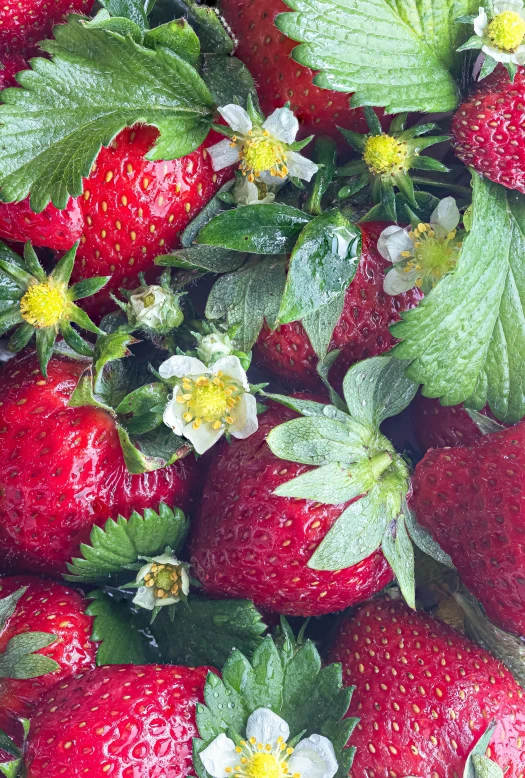 a close up of a bunch of strawberries, an album cover, shutterstock contest winner, fine art, edible flowers, greens), soft, vivid)