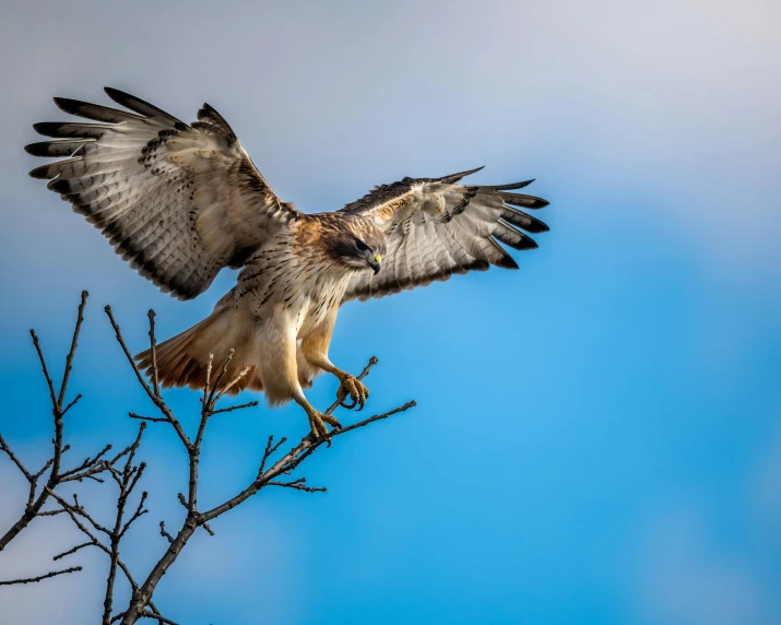 a large bird sitting on top of a tree branch, by Greg Rutkowski, pexels contest winner, hurufiyya, wings spreading, blue sky, walking towards the camera, hawk wings