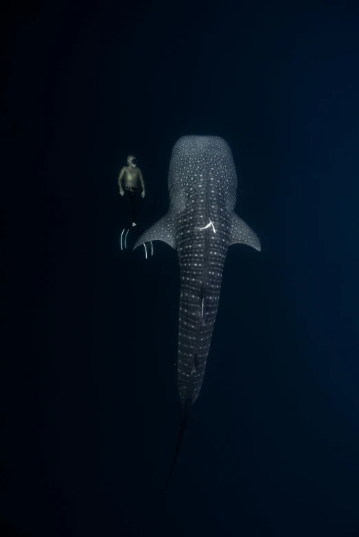 a man standing next to a whale in the ocean, by Robert Jacobsen, pexels contest winner, minimalism, blue shark, indonesia national geographic, portrait of a big, intricate ”