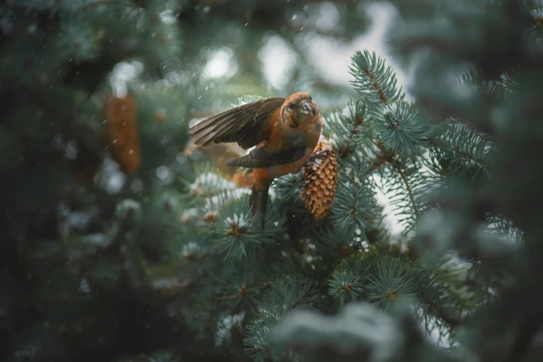 a bird sitting on top of a pine tree, by Emma Andijewska, pexels contest winner, renaissance, it's raining outside, very ornamented, high angle close up shot, cinematic shot ar 9:16 -n 6 -g