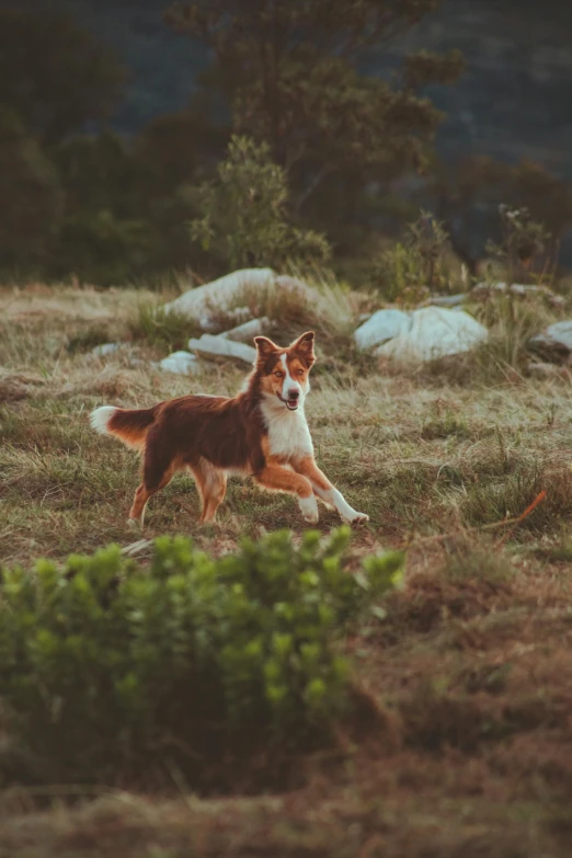 a brown and white dog running through a field, pexels contest winner, renaissance, on a mountain, aussie, evening time, cinematic pose