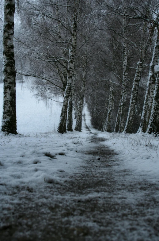 a forest filled with lots of trees covered in snow, romanticism, endless hallways, narrow footpath, birches, arty