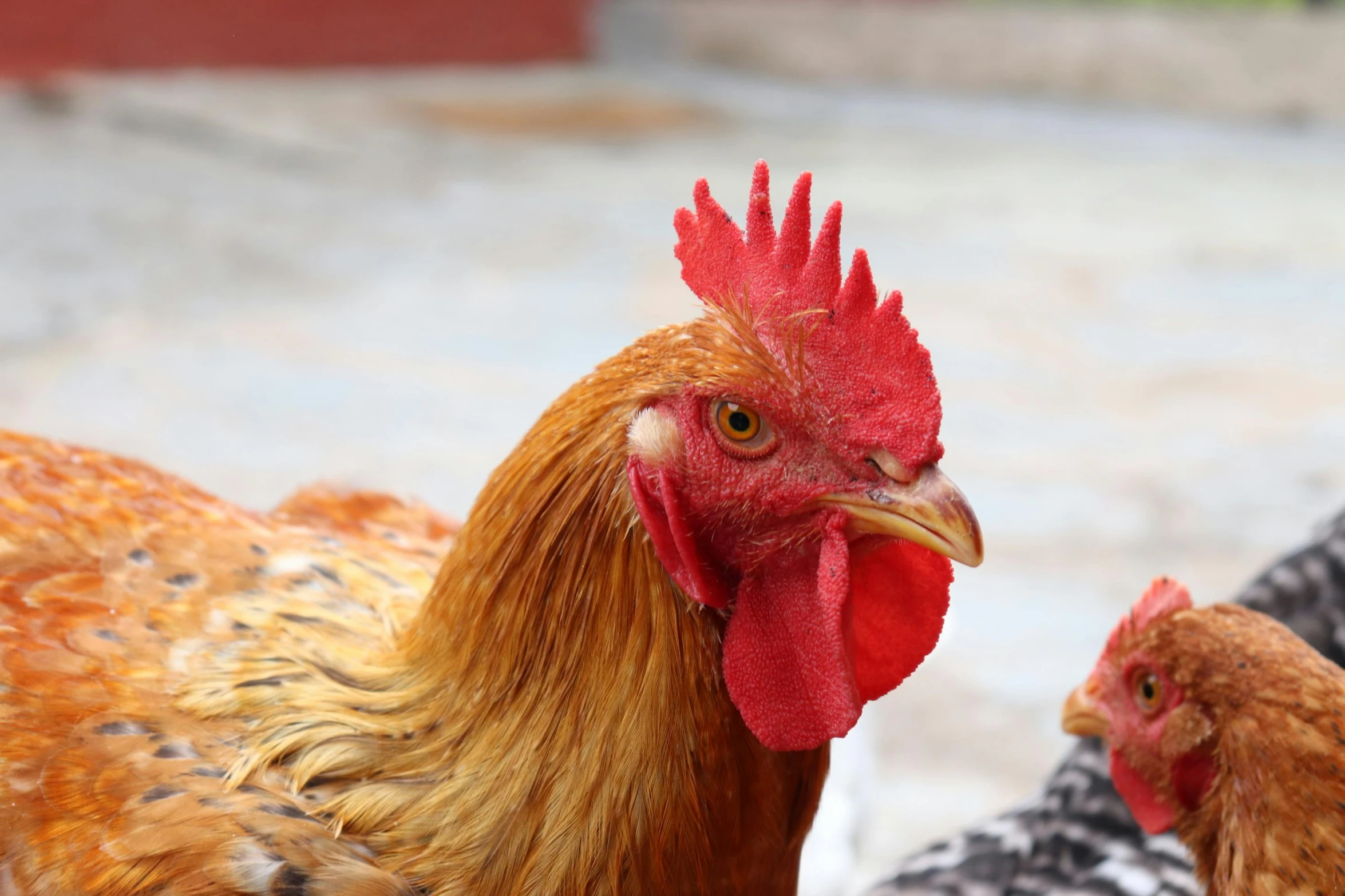 a group of chickens standing next to each other, a portrait, trending on pexels, profile image, kete butcher, two male, uploaded