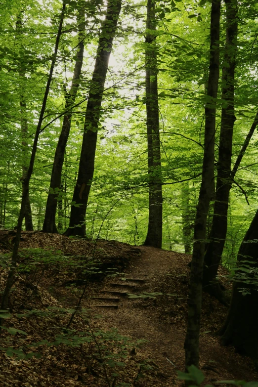 a forest filled with lots of green trees, steps leading down, german forest, in serene forest setting, fan favorite