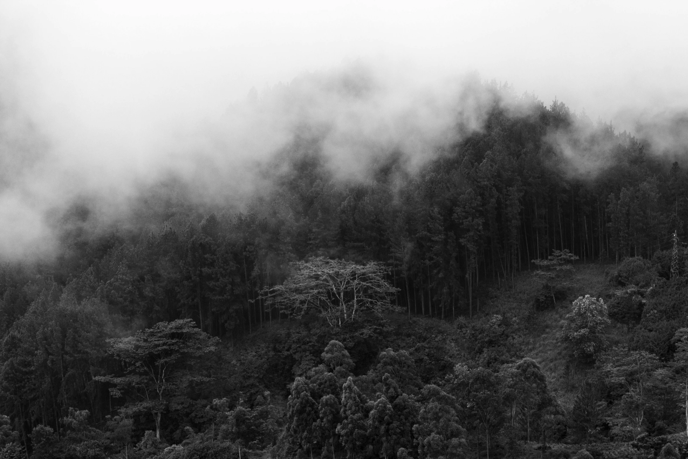 a black and white photo of a forest, by Karl Buesgen, pexels contest winner, sumatraism, covered in clouds, cleared forest, isolated, covered with vegetation