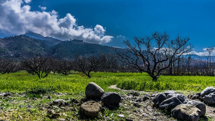 a group of rocks sitting on top of a lush green field, by Muggur, fruit trees, burnt forest, shot with sony alpha, himalayas