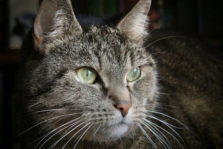 a close up of a cat with green eyes, a portrait, by Terese Nielsen, pexels contest winner, short light grey whiskers, front lit, looking away from camera, getty images