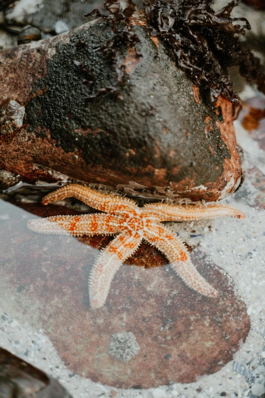 a close up of a rock with a starfish on it, in water, walking down, rugged | stars, award - winning details