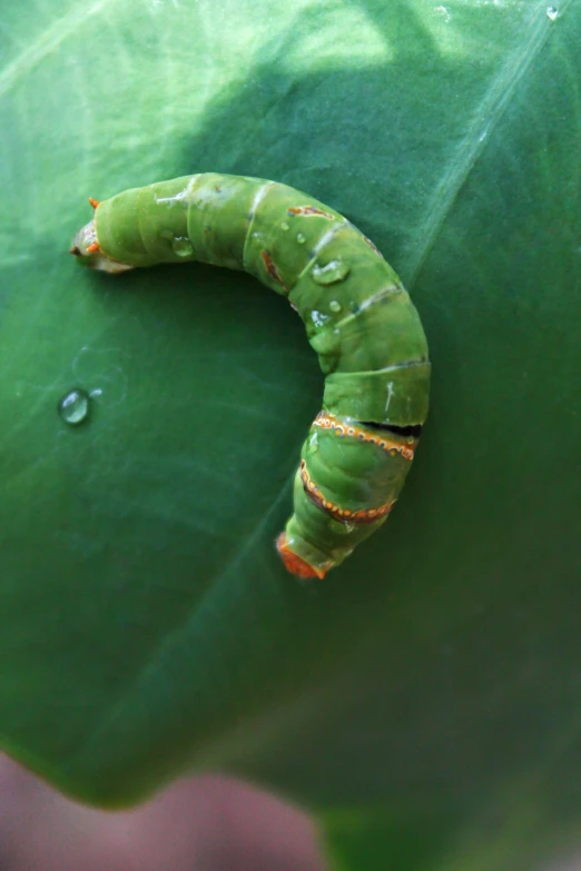 a close up of a leaf with a cater on it, darth vader as a caterpillar, lush green, large horned tail, battered