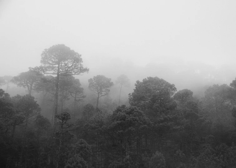 a black and white photo of a foggy forest, monsoon, in avila pinewood, overlooking a vast serene forest, photographic print