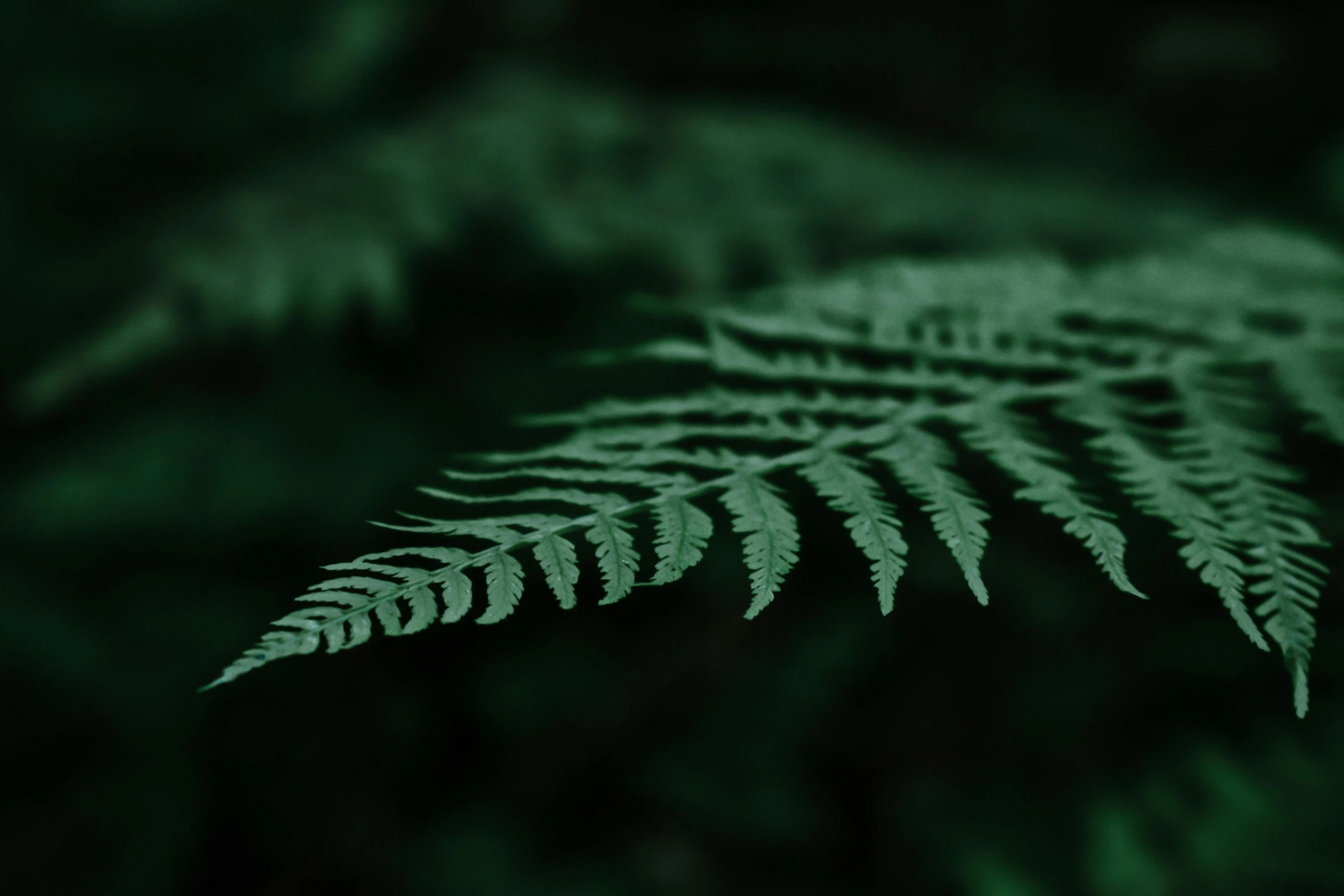 a close up of a green fern leaf, inspired by Elsa Bleda, unsplash, hurufiyya, in the middle of dark forest, photograph taken in 2 0 2 0, hemlocks, 3d with depth of field