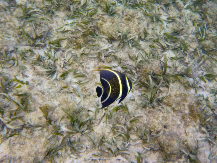 a fish that is swimming in the water, aruba, fan favorite, butterfly, ground - level medium shot