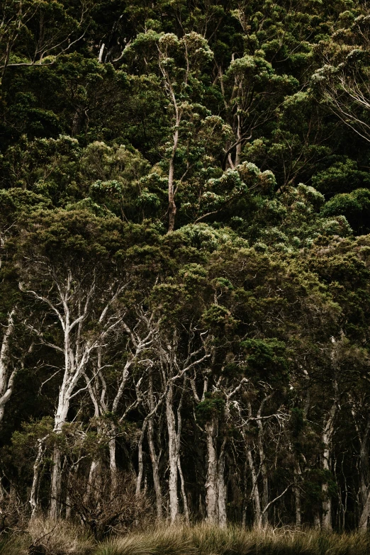 a herd of sheep standing on top of a lush green field, unsplash contest winner, australian tonalism, detailed trees and cliffs, ((forest)), nothofagus, on black background