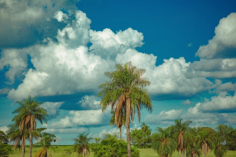 a herd of elephants walking across a lush green field, by Peter Churcher, pexels contest winner, magic realism, coconut palms, giant cumulonimbus cloud, são paulo, panorama view of the sky