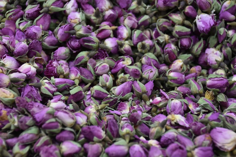 a pile of purple flowers sitting on top of a table, crowds, many cryogenic pods, natural point rose', zoomed in