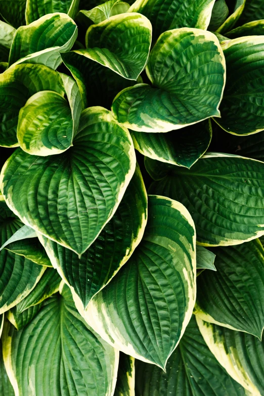 a close up of a plant with green leaves, award-winning crisp details”, patterned, multiple layers, elegantly