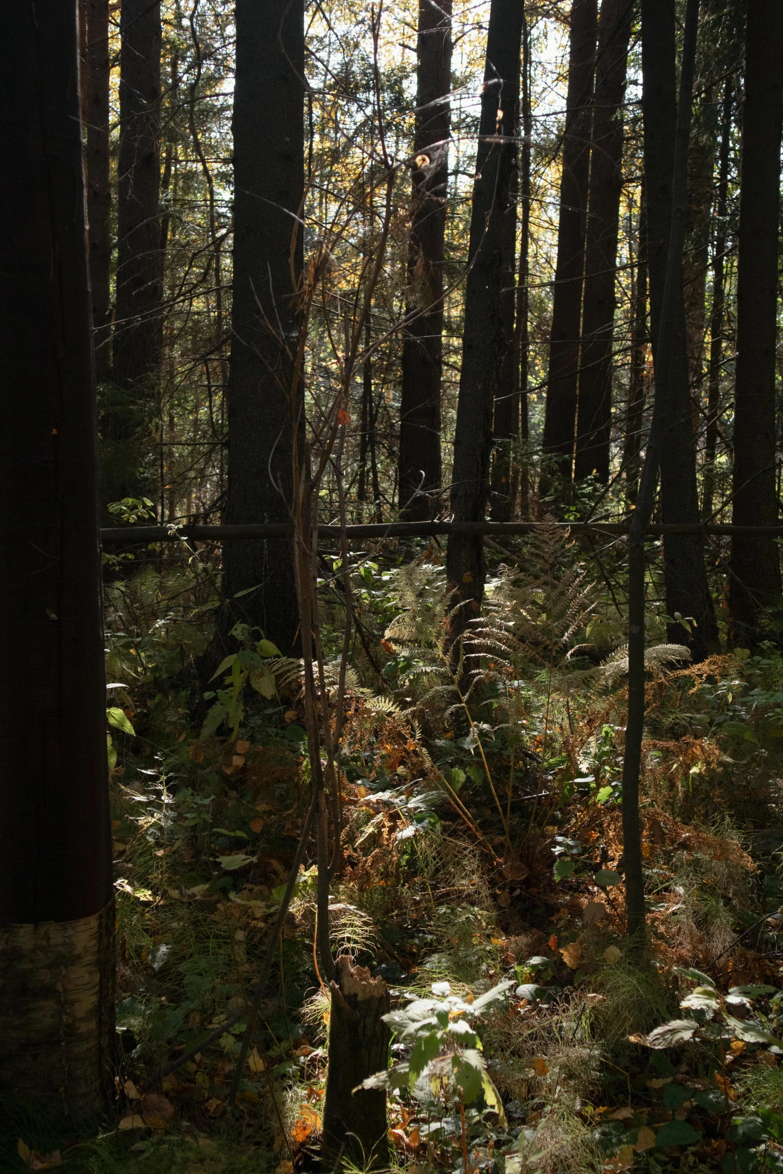 a forest filled with lots of tall trees, by David Palumbo, land art, dark woods in the background, autumn overgrowth, ferns, taken on a 2000s camera