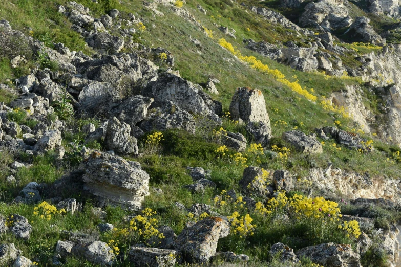 a herd of sheep standing on top of a lush green hillside, by Mirko Rački, flickr, romanticism, yellow flowers, avatar image, rocks and metal, conglomerate!