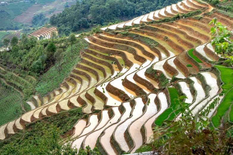 a group of people standing on top of a lush green hillside, by Daniel Lieske, pexels contest winner, renaissance, staggered terraces, rice, kaleidoscopic, vietnam war