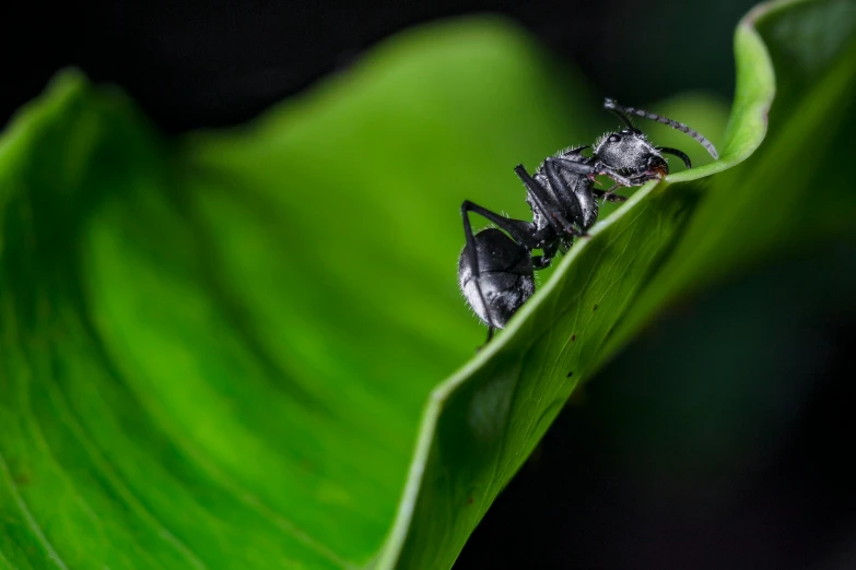 a bug sitting on top of a green leaf, grey, ap news, fan favorite, ant humanoid