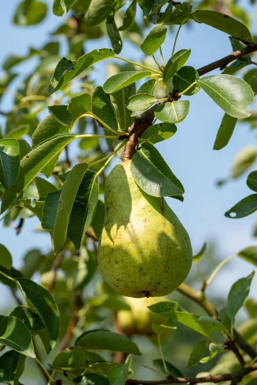 a pear hanging from the branch of a tree, no cropping, square, very large, award - winning details