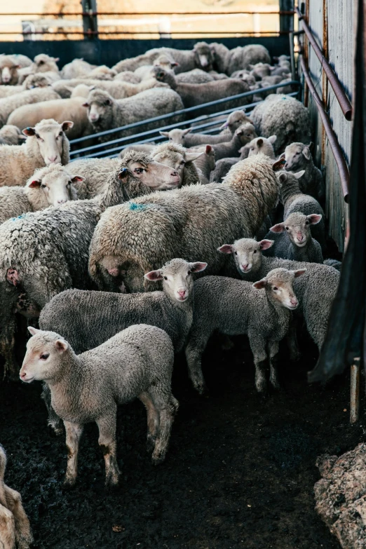 a herd of sheep standing next to each other, by Daniel Seghers, trending on unsplash, renaissance, ignant, vehicle, in australia, grey ears