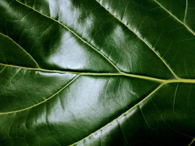 a close up of a large green leaf, trending on pexels, hurufiyya, leather padding, magnolia, dark green, highly polished