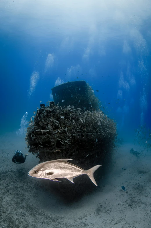 a fish that is swimming in the water, by Gwen Barnard, unsplash contest winner, baroque, shipwrecks, ultrawide landscape, taken in the late 2010s, portrait of a big