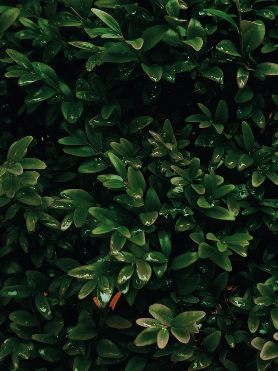 a red fire hydrant sitting on top of a lush green bush, an album cover, inspired by Elsa Bleda, trending on unsplash, dark green leaves, view from above, 4 k hd wallpapear, ( ( dark green