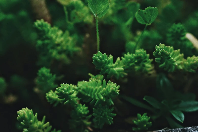 a close up of a plant with green leaves, unsplash, hurufiyya, very little moss, verbena, alessio albi, lo-fi