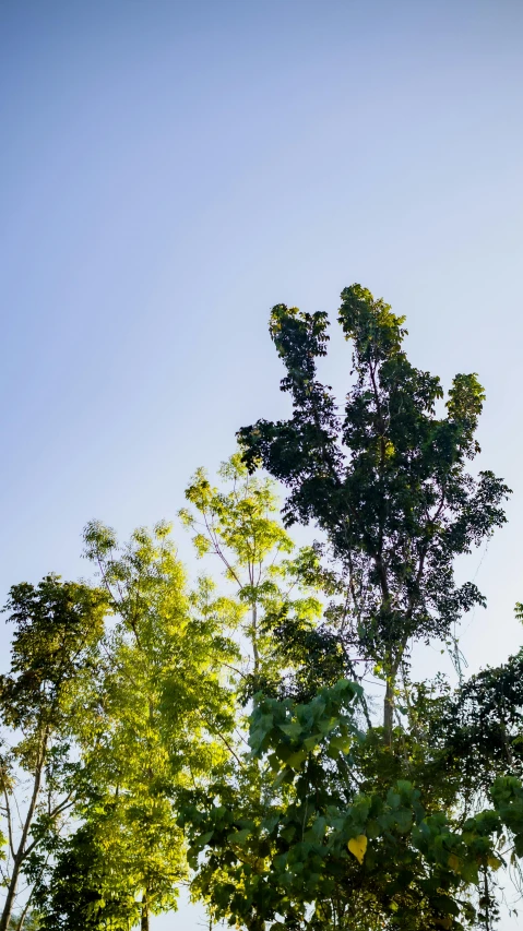 a man flying through the air while riding a skateboard, a screenshot, by Peter Churcher, unsplash, sumatraism, trees. wide view, clear sky, moringa oleifera leaves, ((trees))