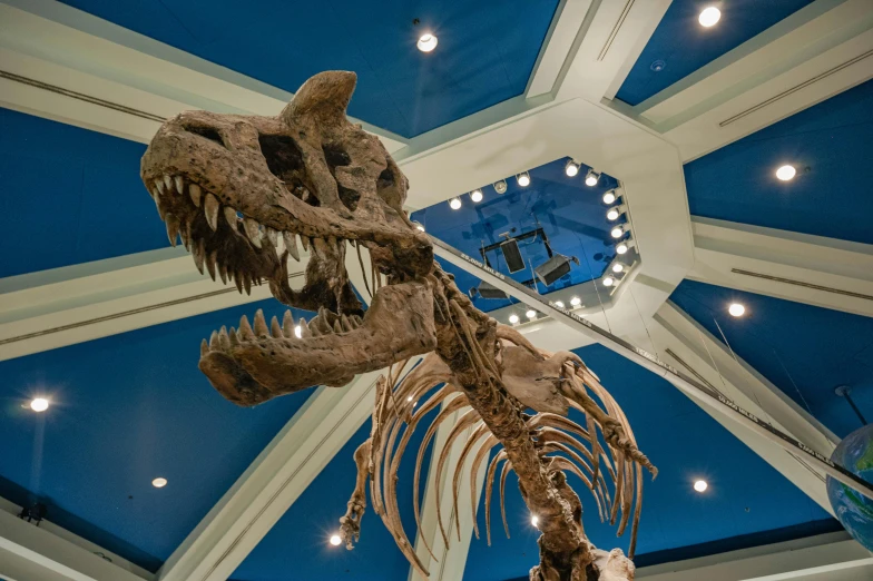 a skeleton of a t - rex in a museum, unsplash contest winner, brightly lit blue room, meteor impact behind a dinosaur, glasgow, thumbnail