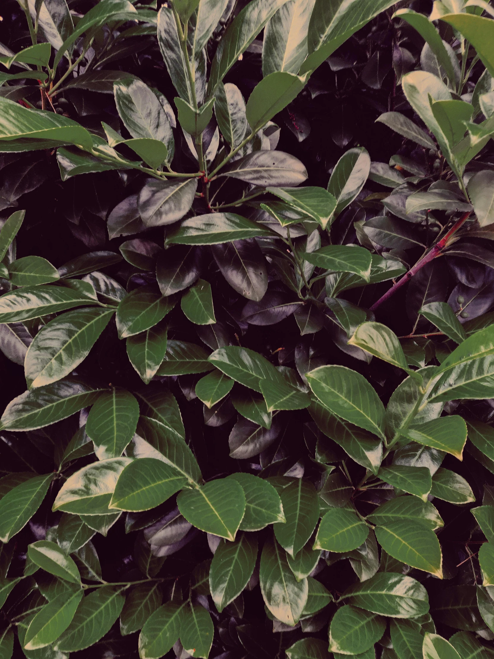 a close up of a plant with green leaves, an album cover, trending on pexels, magnolia, full frame image, hedges, dark green color scheme