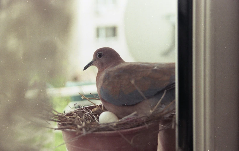 a bird sitting on top of a flower pot next to a window, a colorized photo, unsplash, dove, in a nest, medium format, pov photo