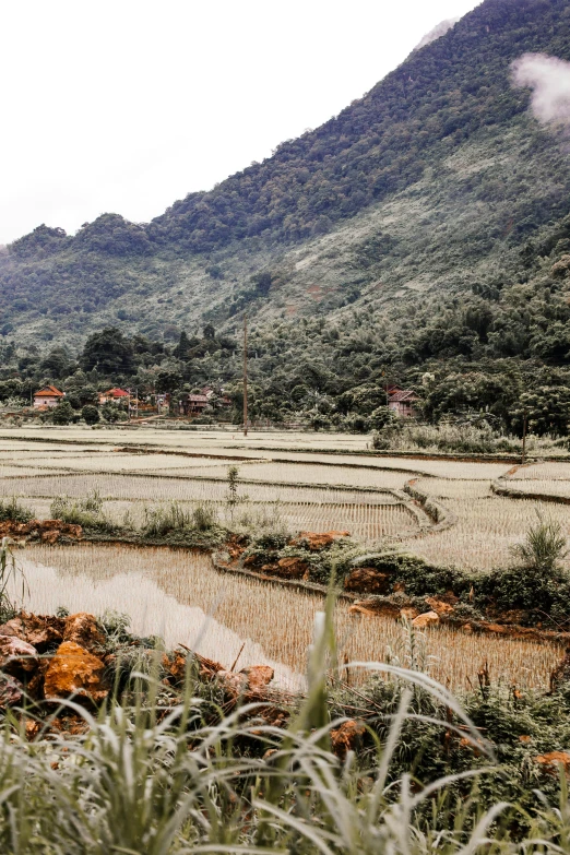 a river running through a lush green valley, inspired by Steve McCurry, trending on unsplash, land art, vietnamese temple scene, rows of lush crops, muddy ground, winter