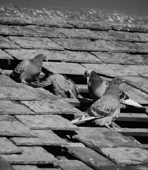 a black and white photo of a group of pigeons, inspired by Ruth Orkin, pexels, renaissance, tiled roofs, in a derelict house, adult pair of twins, low angle!!!!