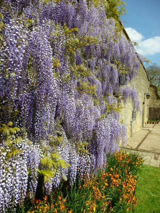 a bunch of purple flowers growing on the side of a building, formal gardens, vines hanging down, bath, springtime vibrancy