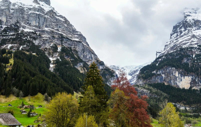 a herd of cattle standing on top of a lush green field, by Daniel Seghers, pexels contest winner, les nabis, lauterbrunnen valley, with a snowy mountain and ice, detailed trees and cliffs, slide show