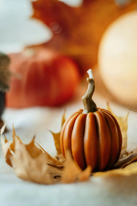 a small pumpkin sitting on top of a pile of leaves, a still life, pexels, on a candle holder, slide show, made of glazed, petite