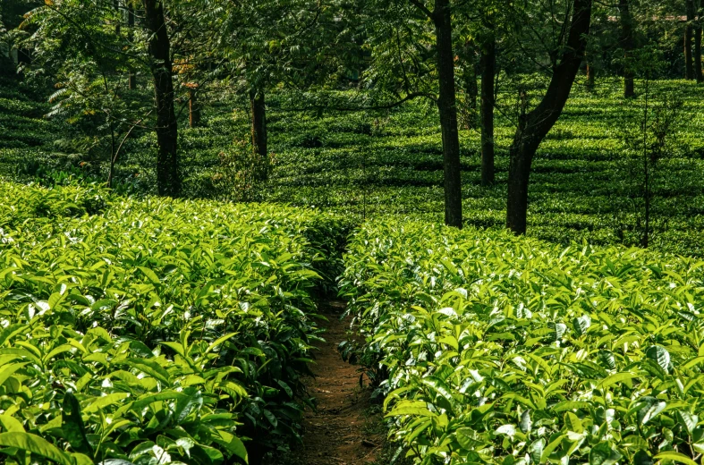 a forest filled with lots of green plants, by Rodney Joseph Burn, unsplash, hurufiyya, assam tea village background, avatar image, 1 6 x 1 6, tea