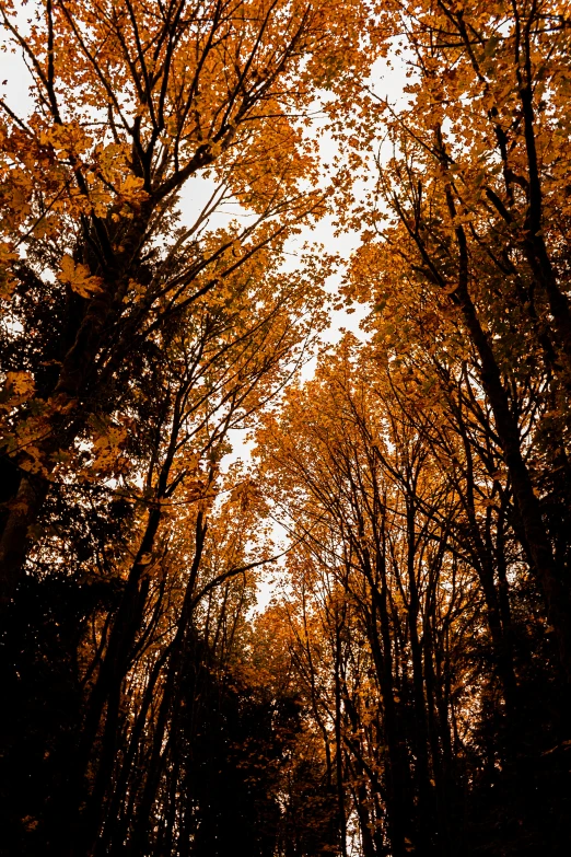 a group of trees that are next to each other, unsplash, baroque, brown and gold, dynamic low angle shot, ((trees)), mid fall